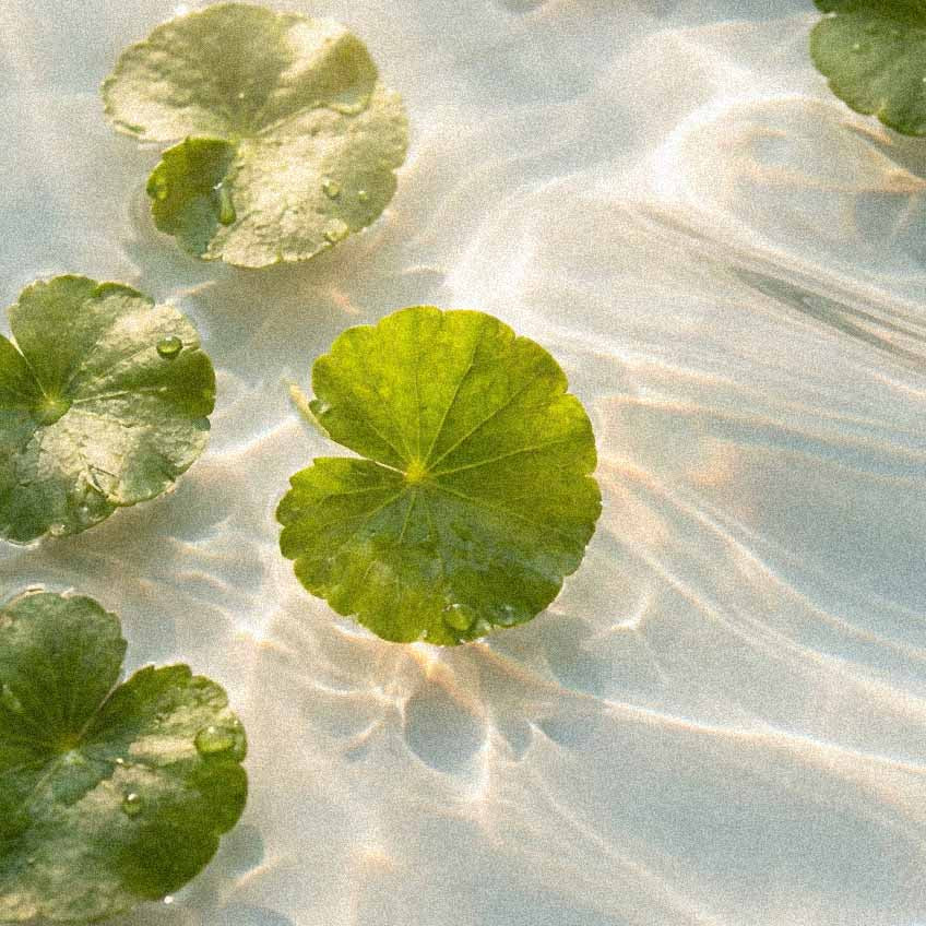 Gotu Kola: Clinical Studies