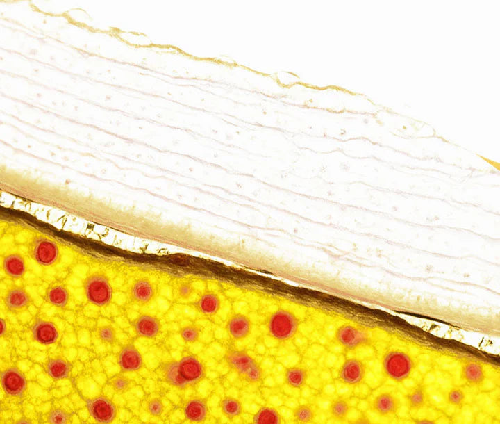 Saffron: Clinical Studies